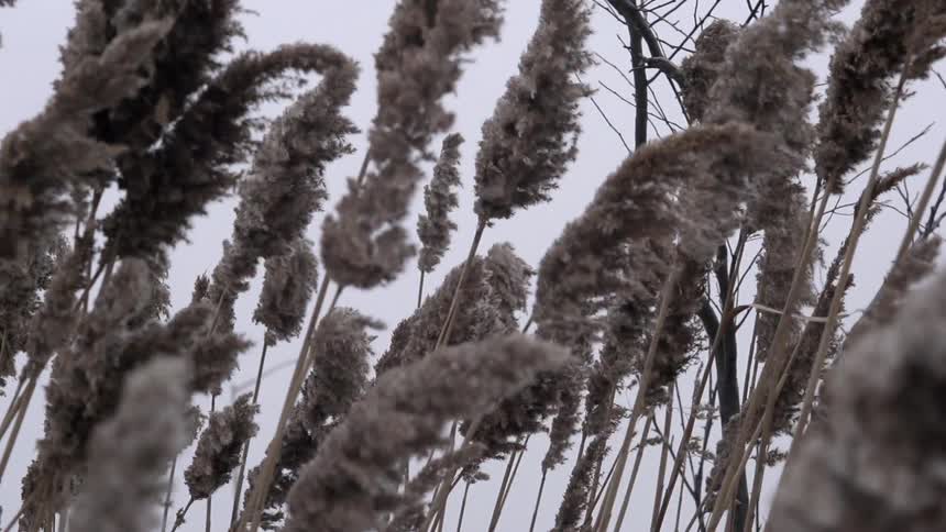Barley shaking in the wind