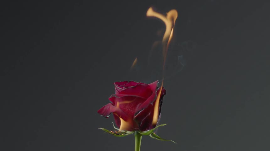 Burning Rose