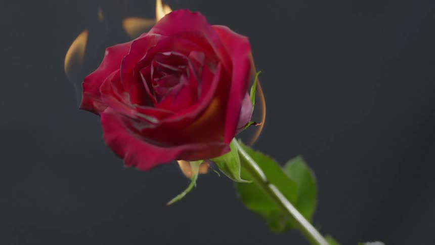 A red rose shows flames starting from the base of the flower