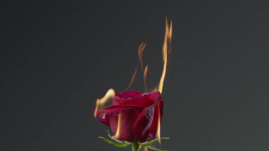 A rose is being set on fire