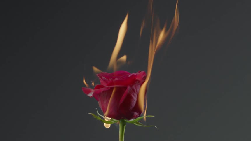 A rose burns in front of a dark background