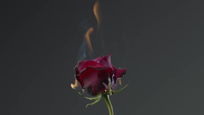 A red flower covered in flames