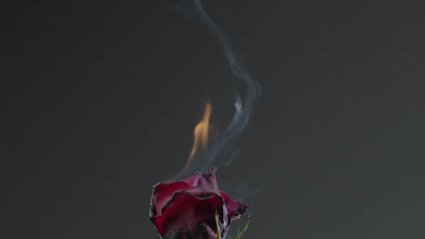 Burning Rose