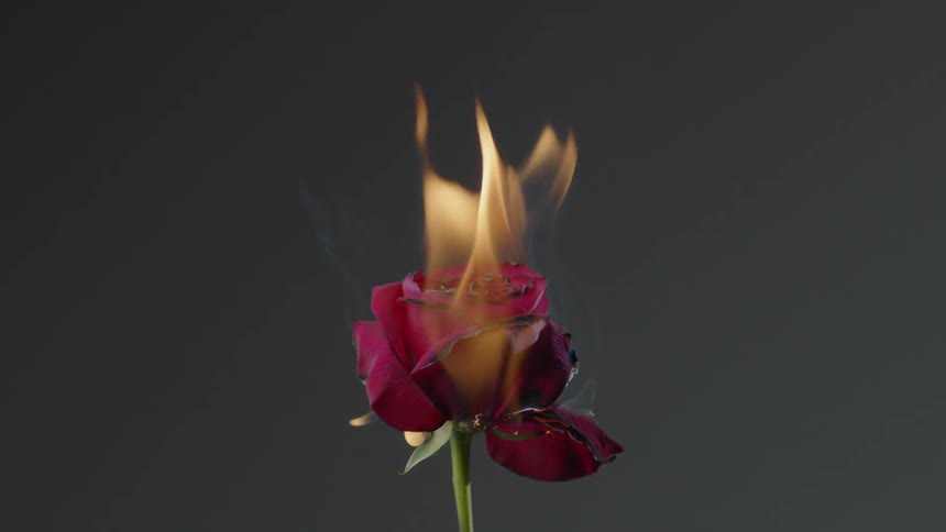 Burning Rose