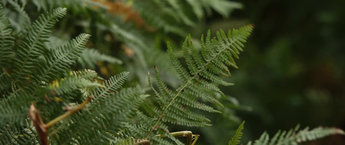 The wind is blowing the leaves on a plant