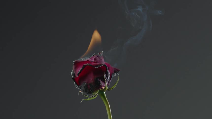 A red rose that is on fire and smoking