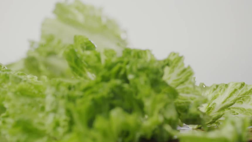 Green leaf lettuce is being misted with water and chopped in half