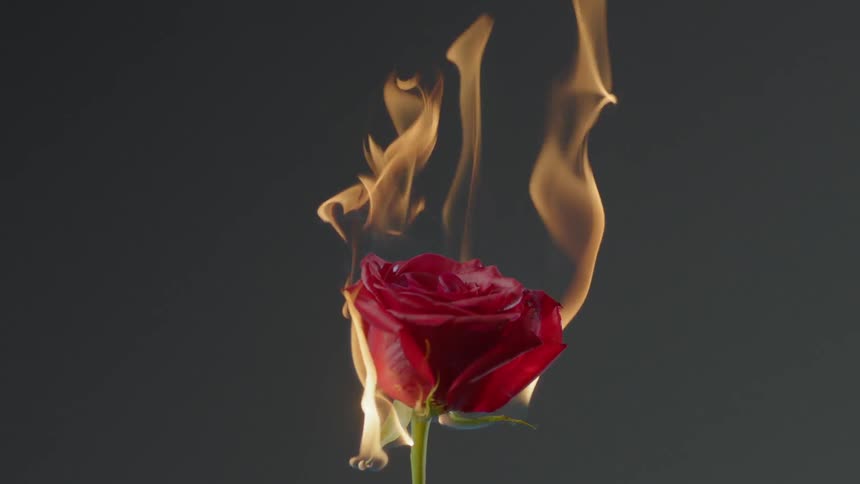 The red rose is on fire