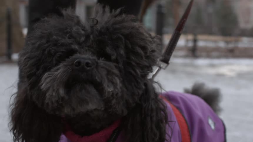 A leashed dog wearing a vest