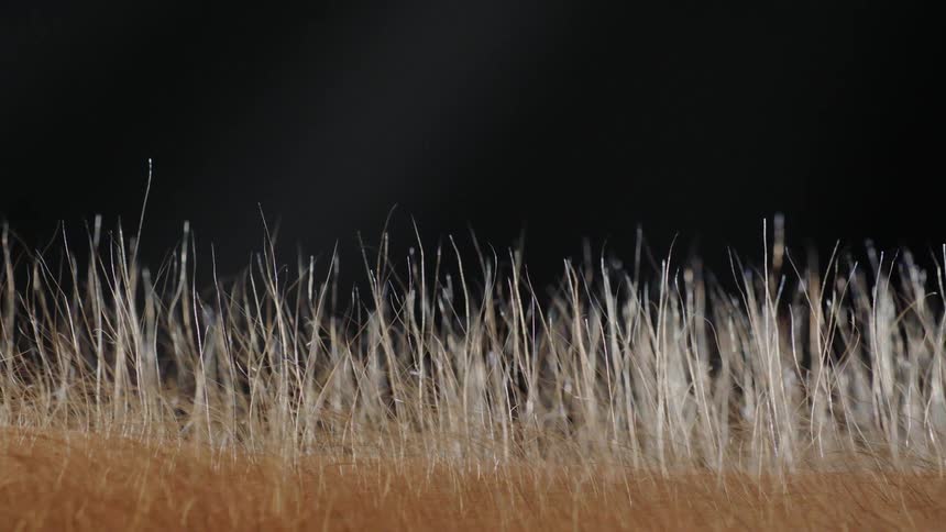 Hair standing up on a cold day on a person's arm