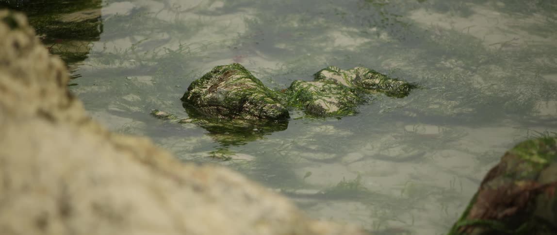 A puddle of water with moss covered rocks
