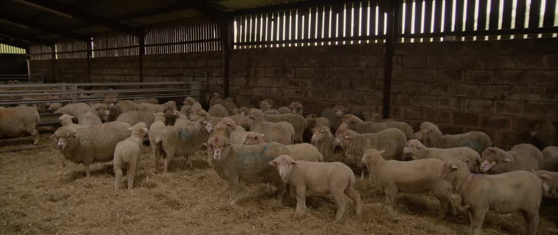 Sheep standing in a barn on hay