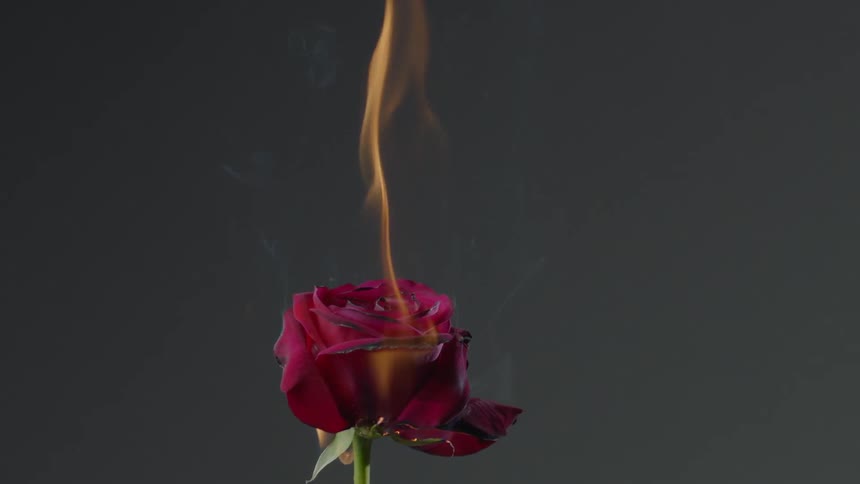 A ripened flower is inflamed