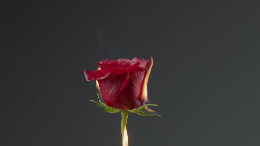 A rose is being set on fire