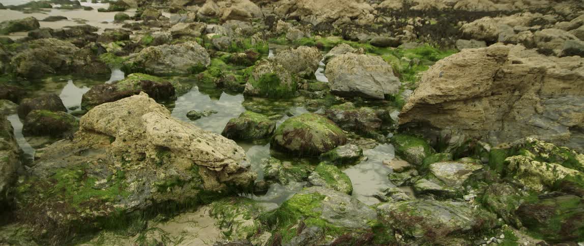 Rocks in water with moss on them