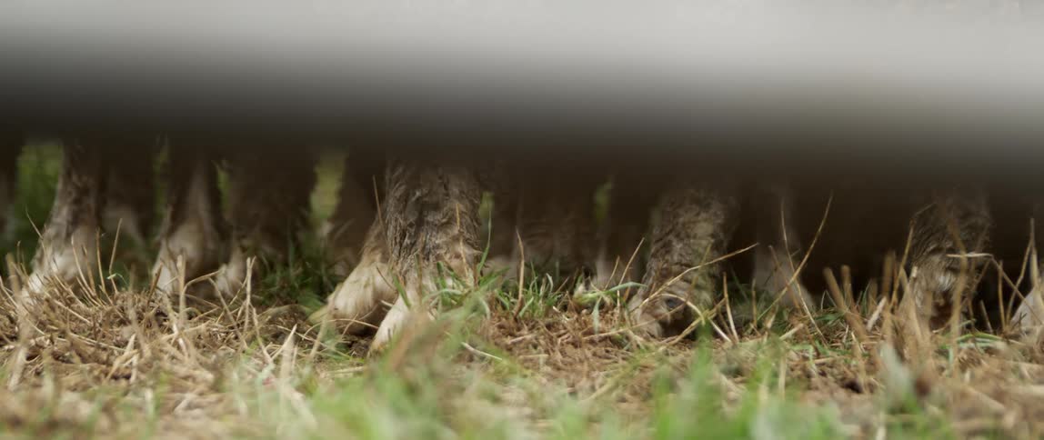 Legs of furry animals stand in a grassy area