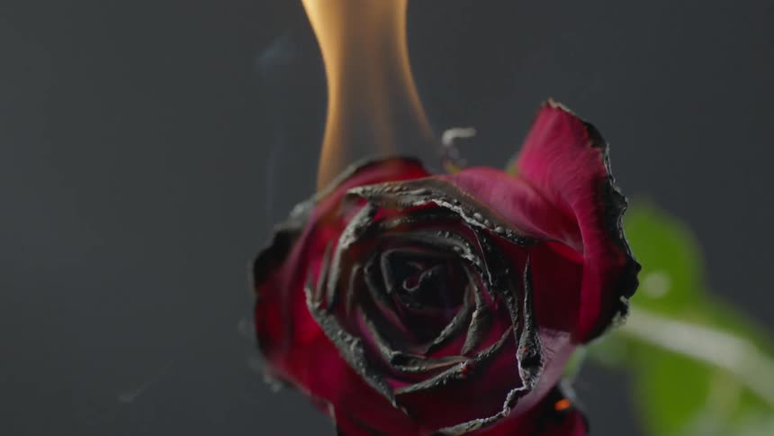 Rose on fire with burn petals