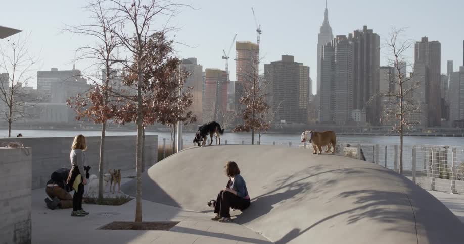 People and dogs in an urban area
