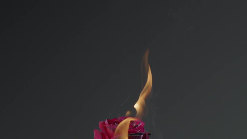 Burning Rose