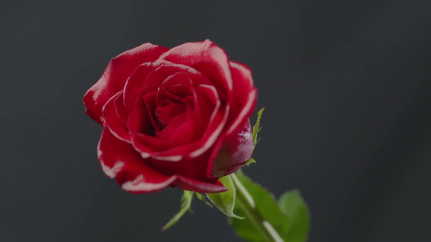 Burning Rose