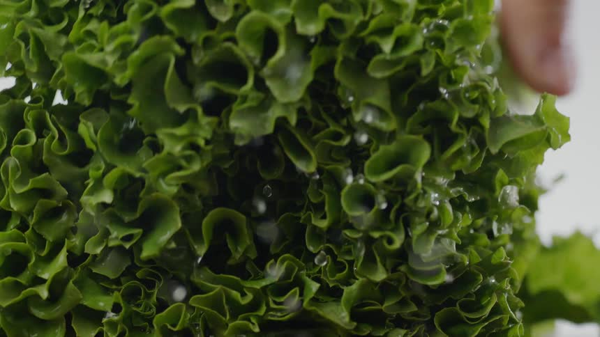 Bunch of lettuce falls and water shakes off of it