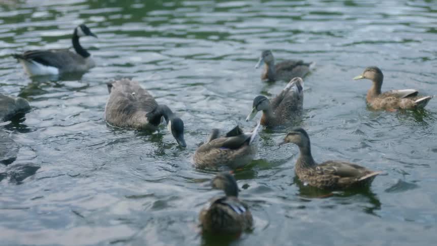 Ducks eating on the surface of a lake