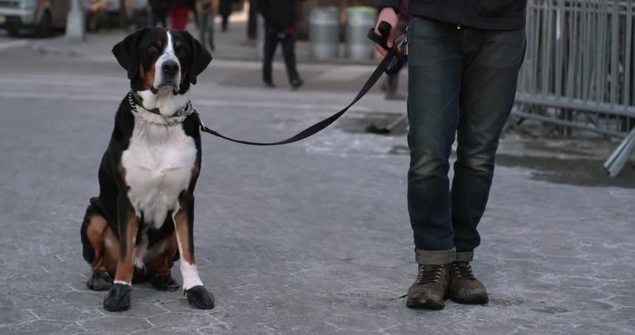A dog on a leash