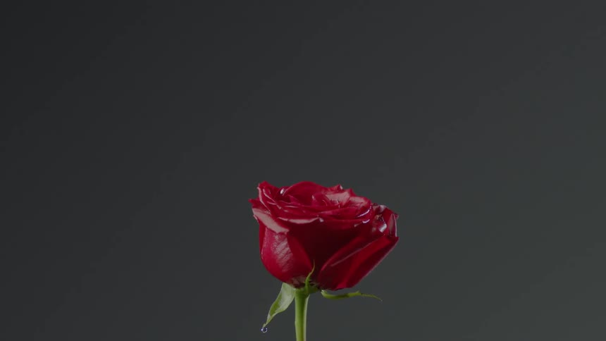 Burning Rose