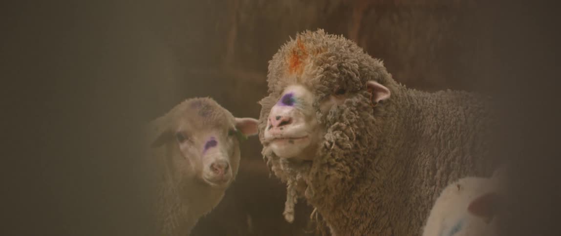 Sheep are chewing and eating