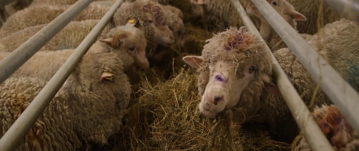 Multiple sheep are eating together