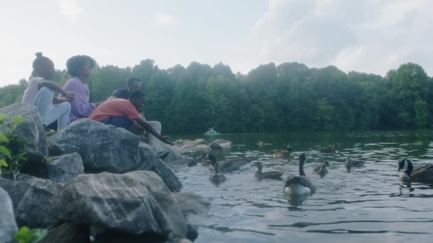 A family of four feeding canada geese in a river at a park