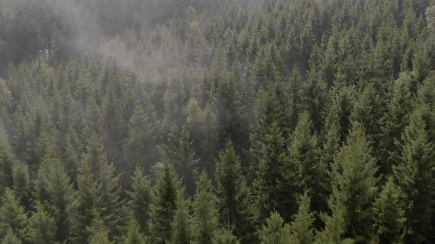 Smoke rising from a forest