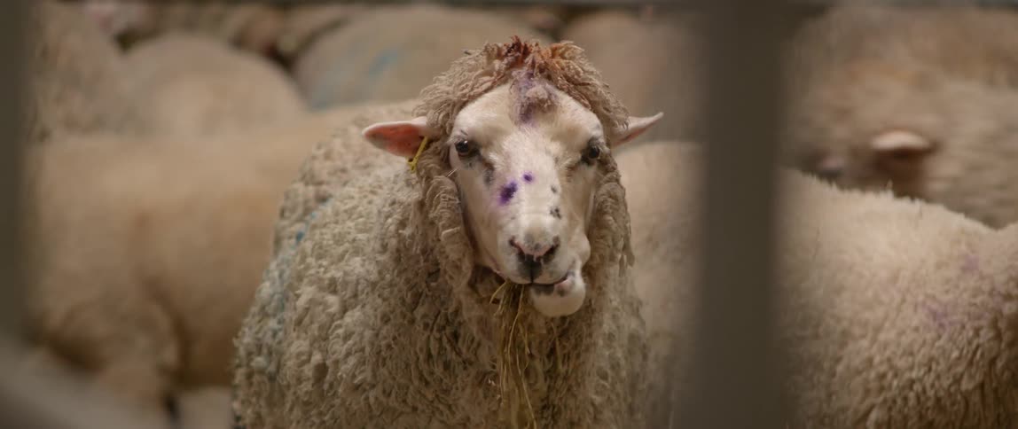 Large herd of sheep in a pen