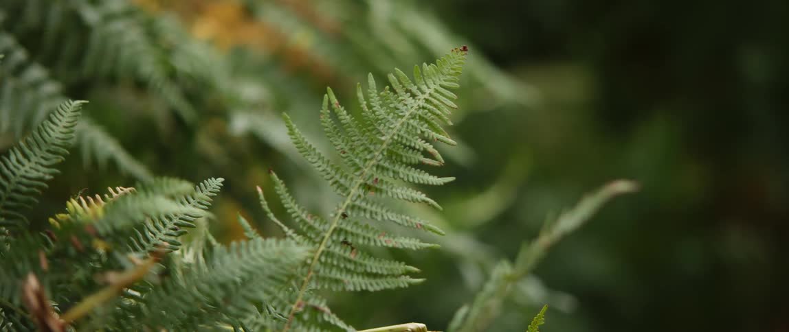 Wind blows through green fern leaves