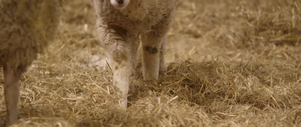 A sheep walking around in hay