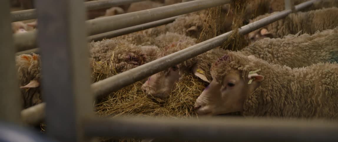 A bunch of sheep are eating grass together