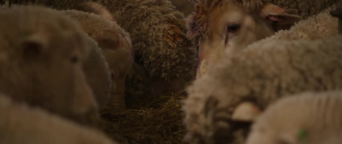 Sheep eating hay