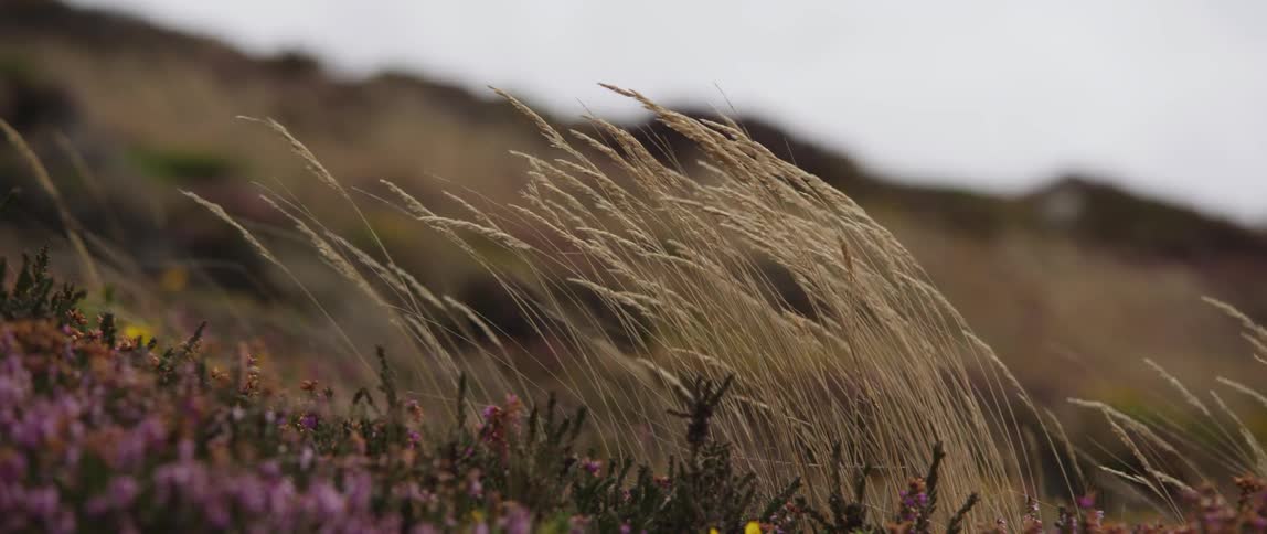 Dry grass blowing next to wildflowers
