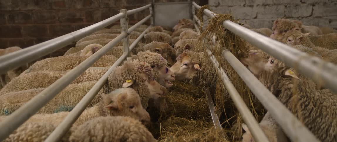 Sheep Farm