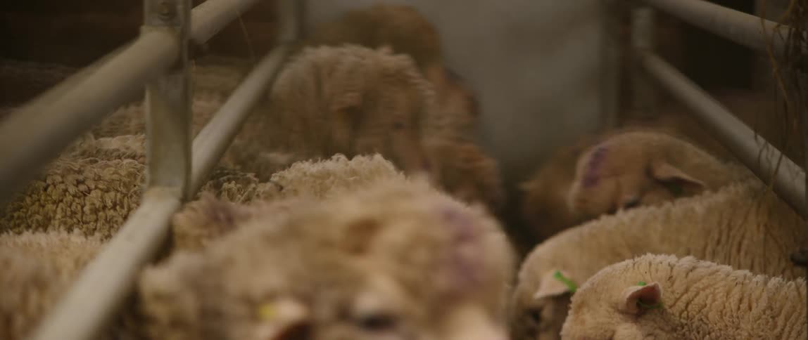 A number of sheep in a cage eat grass