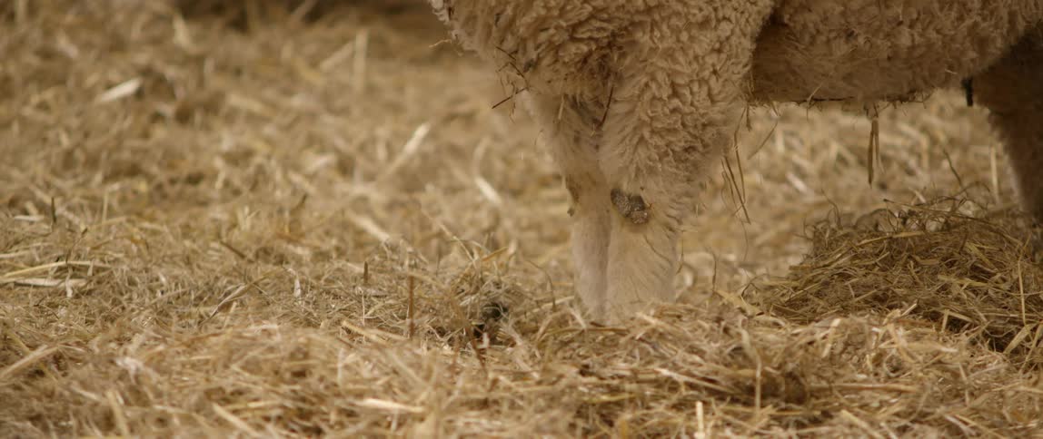 A sheep stands on hay covered ground