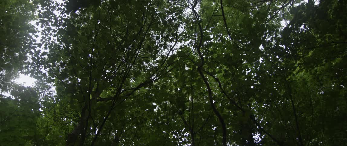 Tree branches hang and create a canopy