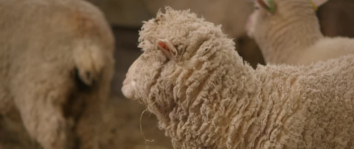 Sheep Farm