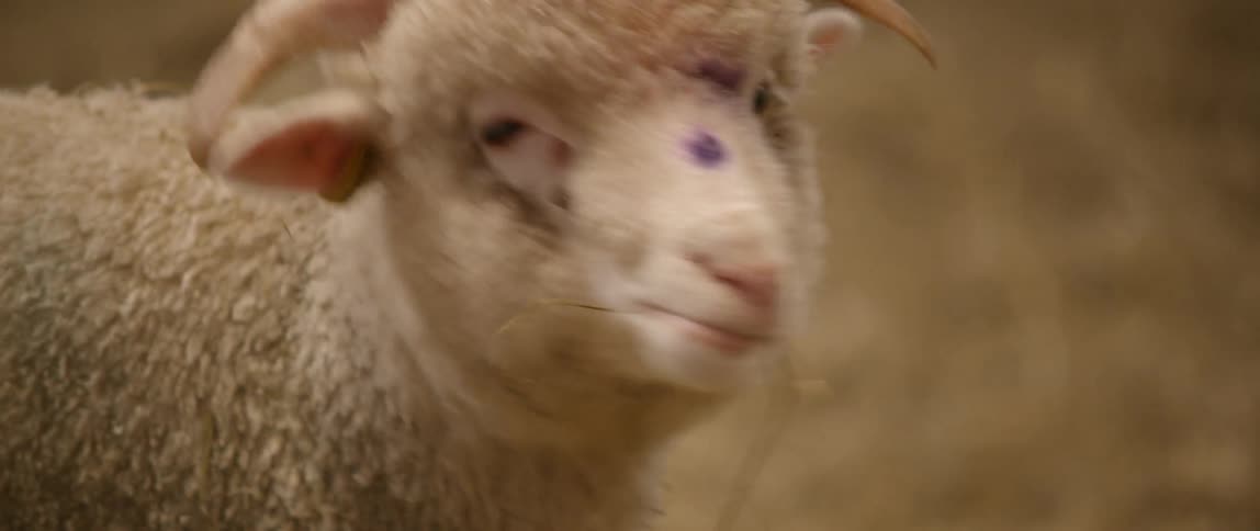Sheep Farm