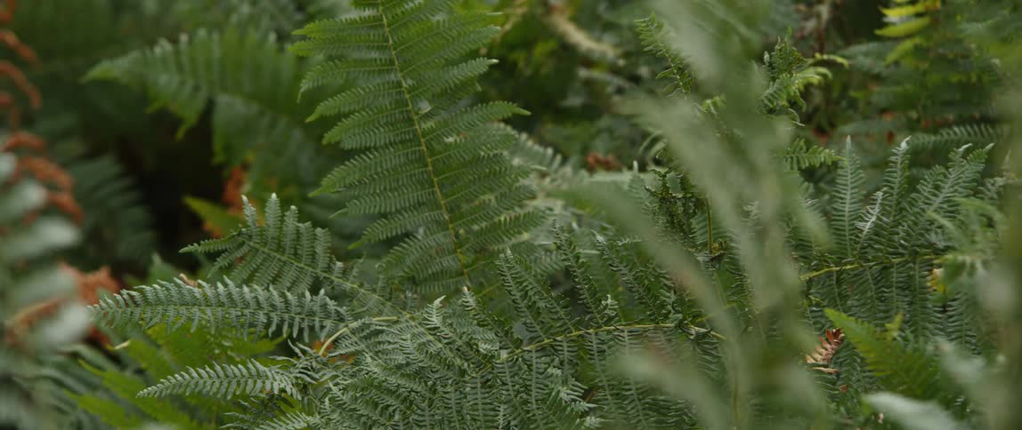 Green tree and plant branches waving in the light wind