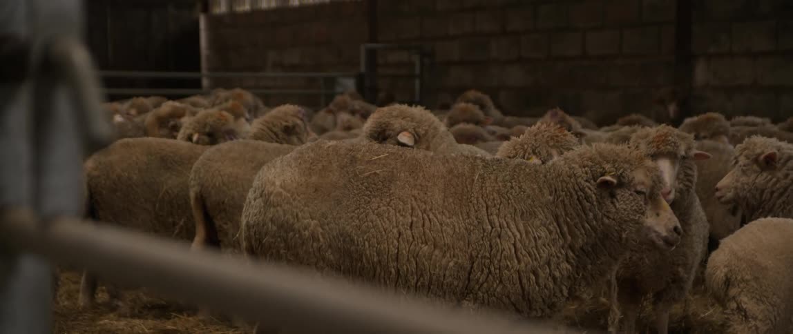 Large herd of sheep in a pen