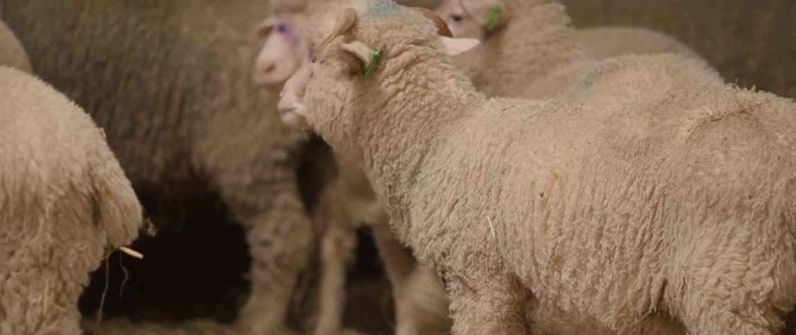Sheep with various tags or paint markings inside of a barn