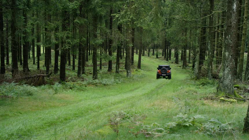 A jeep drives through a quiet forest