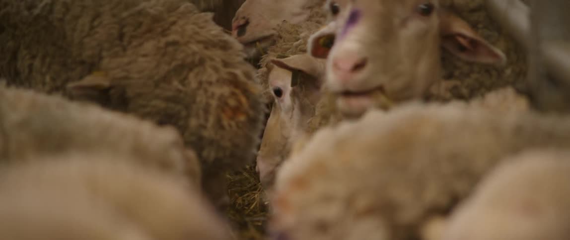 A herd of sheep eating