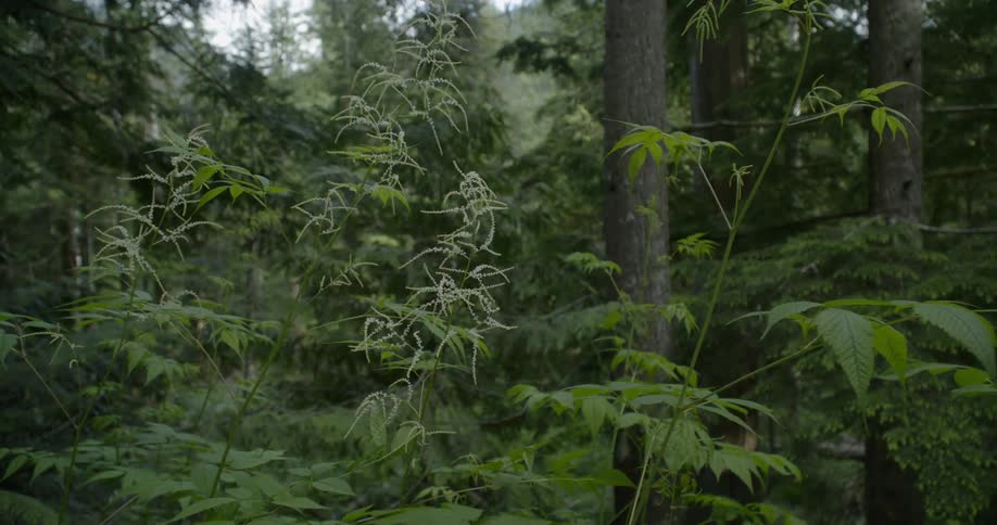 Trees and plants grow in a green forest